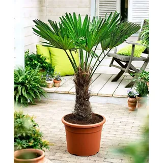 Trachycarpus wagnerianus Frostharte Hanfpalme bis zu 100 cm Gesamthöhe bis -18 C