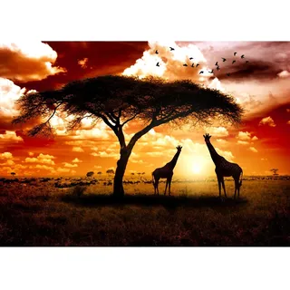 Runa Art Fototapete Afrika Giraffen Modern Vlies Wohnzimmer Schlafzimmer - Made in Germany - 308 x 220 cm Braun Orange 9110010b