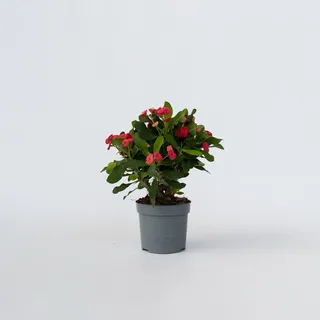 Plant in a Box - Christusdorn - Euphorbia 'Milii' - Höhe 25-35cm - Topf 13cm