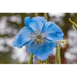 Meconopsis betonicifolia Blauer Scheinmohn, Blauer Mohn (Poppy Blue Himalayan)