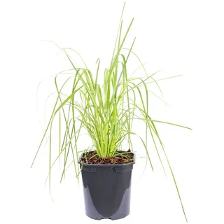 Pampasgras (weiß) - Cortaderia selloana 'Pumila' - Höhe ca. 50 cm, Topf-Ø 17 cm