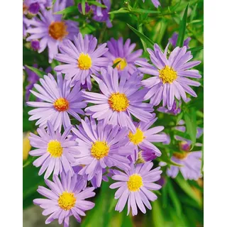 Pflanzen für Dich Staude Aster dumosus Mittelmeer, 1 St., Kissen-Aster, Herbstaster lila