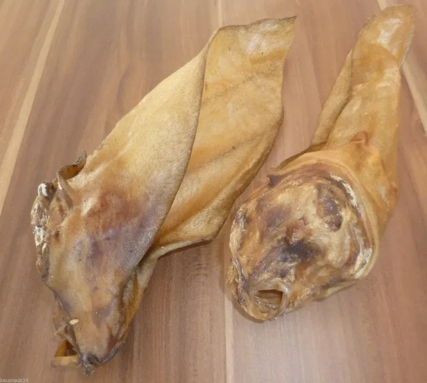 RIESEN RINDEROHREN MIT MUSCHEL 25 Stück