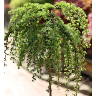 Baumschule Hochstamm Japanische Lärche Stiff Weeper 80-100cm - Larix kaempferi