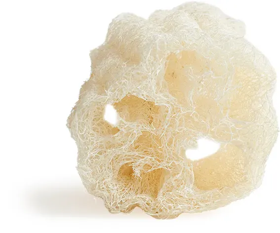 Cucurbita (Luffa) - Schwamm