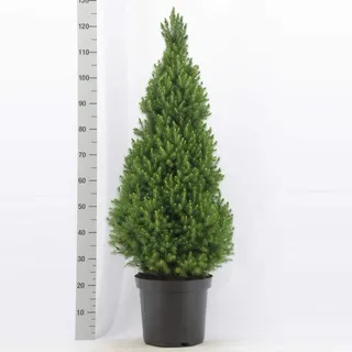Picea glauca 'Conica' Zuckerhutfichte 90-100 cm – kompakte, winterharte Zwergfichte ideal als Kübelpflanze, Sichtschutz oder dekorativer Solitärbaum für Garten, Balkon & Terrasse