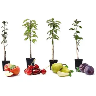 PFLANZENFREUND Obstbaum-Mix 4 Pflanzen Topfgröße Ø 9cm