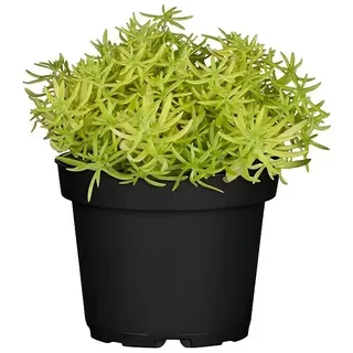 Piardino Mauerpfeffer  (Sedum 'Lemon Ball', Topfgröße: 13 cm)