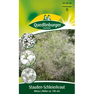 Quedlinburger Stauden-Schleierkraut Weiß