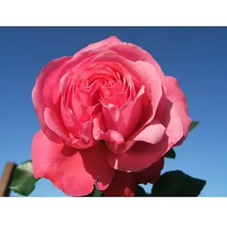 Kletterrose  (Rosa 'Rosanna' -R-, Lachsrosa)