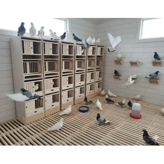 Taubenschlag, Taube, Taubenhaus, Taubenkäfig, Modul, Vogel, aus Holz 50x41x45cm