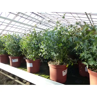 grünwaren XXL Eucalyptus Gunni Gunnii Busch Eukalyptusbaum 40 - 60 cm, Pflanze winterhart