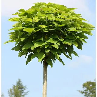 Baumschule Hochstamm Trompetenbaum 100-125cm - Catalpa bignonioides