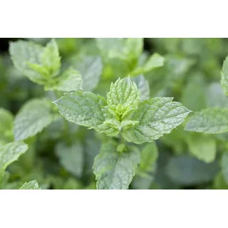 Pflanzen Für Dich Mentha spicata 'Maroccan', Grüne Minze, ca. 9x9 cm Topf