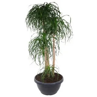 Pflanzen für Dich Zimmerpflanze Beaucarnea verz., 1 St., elefantenfuß, pflegeleicht