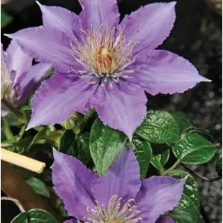 Clematis Kinder von Warschau großblütig 1L Pflanze für Anfänger und professionelle Gärtner - Ideal für Kleingarten, Garten - Schöne Pflanze mit ungewöhnlichen Blüten