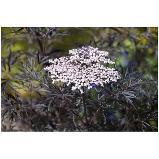 Pflanzen Für Dich Sambucus nigra 'Black Lace', Schwarzer Holunder, dunkelrot, 40–60 cm