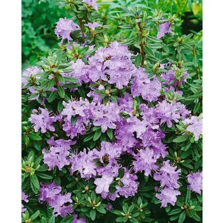 Pflanzen Für Dich Rhododendron impeditum 'Blumiria' Zwerg-Rhododendron lila, ca. 11x11 cm Topf