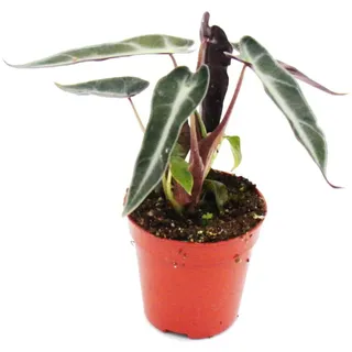 EXOTENHERZ - Mini-Pflanze - Alocasia - Pfeilwurz - Ideal für kleine Schalen und Gläser - Baby-Plant im 5,5cm Topf