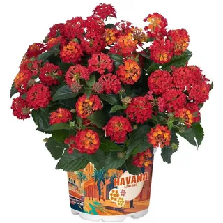 meinvipshop Wandelröschen rot Lantana camara Havana Red | Gr.: onesize