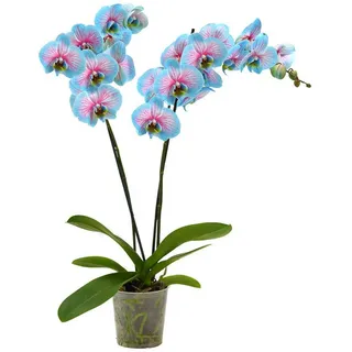 Dehner Schmetterlingsorchidee Ø Phalaenopsis cultivars, Blue Wonder, Hellblau, Pink