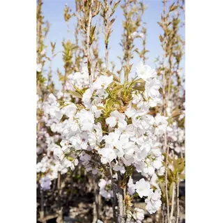 Pflanzen Für Dich Prunus serrulata 'Amanogawa', Japanische Säulenkirsche, rosa, 40–60 cm