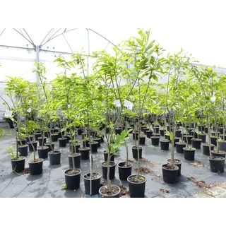 grünwaren Esskastanie Castanea sativa Pflanze winterhart