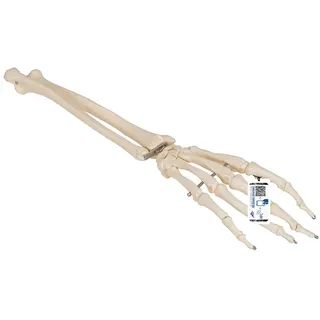 3B Scientific Menschliche Anatomie - Handskelett mit Unterarm, auf Draht gezogen + kostenlose Anatomie App - 3B Smart Anatomy, A41