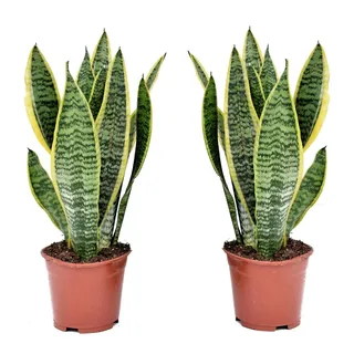 Plant in a Box Schwiegermutterzunge - Sansevieria Futura Superba 2er Set Höhe 35-40cm