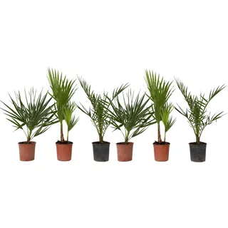 Plant in a Box - 6 Stk - Phoenix,Chamaerops,Washingtonia - Höhe 50-70cm - Topf 15cm