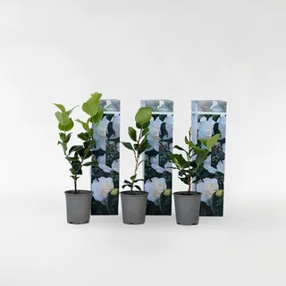 Plant in a Box - Japanische Rose - 3 Stk - Camellia japonica 'Brush Field' - Höhe 25-40cm - Topf 9cm