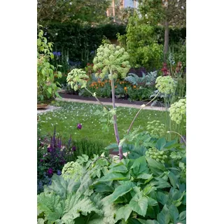 PlantaPro Angelica sylvestris ca. 11x11 cm Topf - Wilde Engelwurz, weiße Blüten, Blütezeit Juli-September, ideal für naturnahe Gärten, bienenfreundlich, pflegeleicht