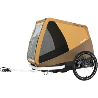 Tammo sundown yellow