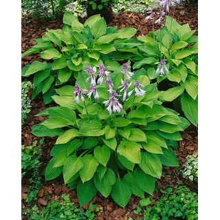Pflanzen Für Dich Hosta X Fortunei Hyacinthina Funkie Ca. 11x11 cm Topf