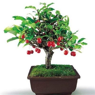 TOMHY Ziziphus Jujube Bonsai sehr süß gesund Bio Rot Jujube Pflanze Bonsai Obstpflanze für DIY Hausgarten 5 PC: 9