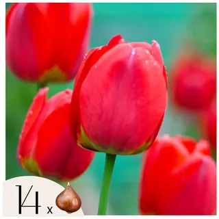 Plant in a Box - Tulpenzwiebeln - 14 Stk - Tulipa 'Red Impression' - Blumenzwiebeln - Rot
