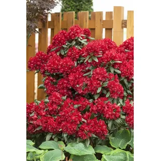 Pflanzen Für Dich Rhododendron Hybr. 'Sammetglut', leuchtend rot, 30–40 cm