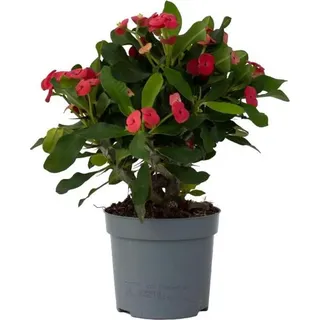 Plant in a Box - Euphorbia 'Milii' - Höhe 25-35cm - Topf 13cm