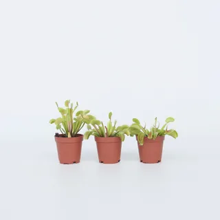 Plant in a Box - Venusfliegenfalle - 3 Stk - Dionaea muscipula - Höhe 5-15cm - Topf 6cm