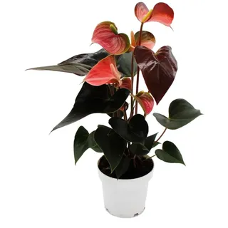 Regenbogen-Flamingoblume - Anthurium andreanum "Rainbow Champion" - Anthurie - 14cm Topf