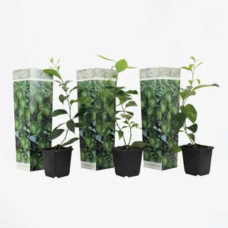 Plant in a Box - Limette - 3 Stk - Citrus aurantifolia - Höhe 25-40cm - Topf 9cm
