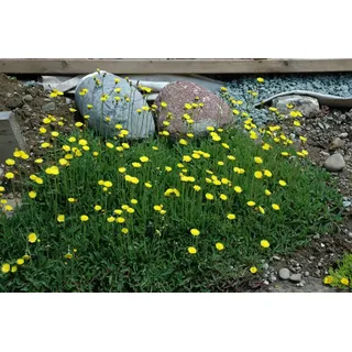 Pflanzen Für Dich Hieracium pilosella Habichtskraut Ca. 9x9 cm Topf Bodendeckend