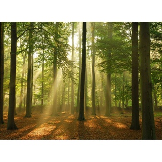 Papermoon Vlies- Fototapete Digitaldruck 350 x 260 cm, Forest in the Morning