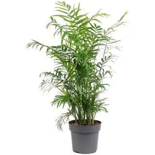 Flowerbox Value Greens Bergpalme Chamaedorea Tropische Zimmerpflanze Pflegeleicht 65 cm Topf-Ø 17 cm