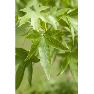 Pflanzen Für Dich Liquidambar styraciflua Amberbaum, 60–80 cm
