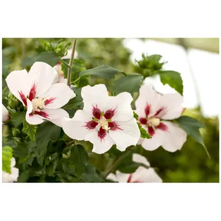 Pflanzen Für Dich Hibiscus syriacus 'Hamabo', Roseneibisch, rosa Blüten, 80–100 cm