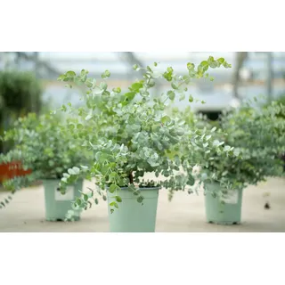 grünwaren gruenwaren jakubik 2 Stück XL Eucalyptus Gunni Gunnii Busch Eukalyptusbaum 35- 50 cm, Pflanze winterhart