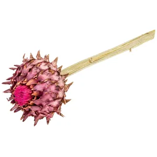 Trockenblume Cynara Artischocke mit Stiel ca. 20-30cm, NaDeco