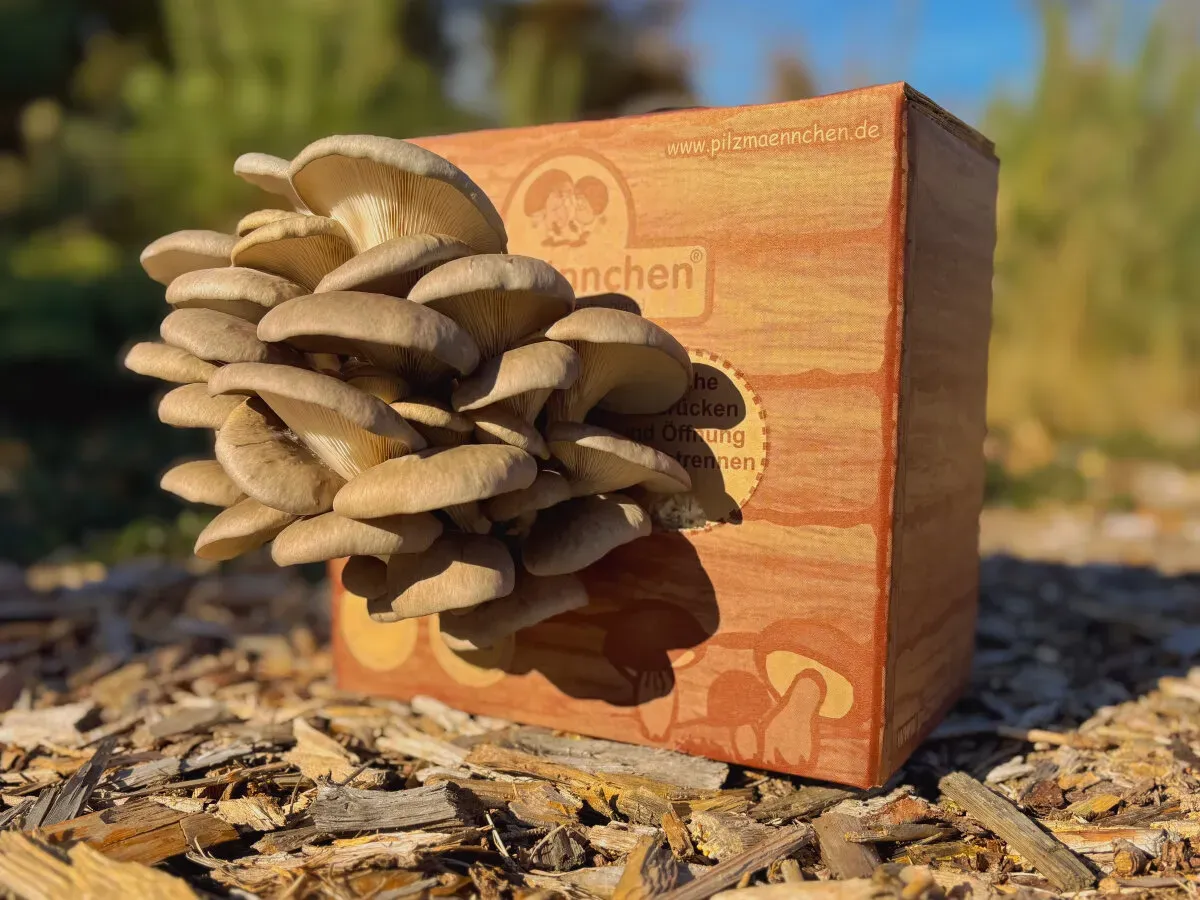 Austernpilz Pilzzuchtbox Bio