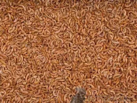 Gammarus Bachflohkrebse 3000ml